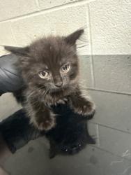 Shelter Stray Female Cat last seen Near block of Clear Springs Rd, City of Knoxville GP, TN, 3201 Division St, Knoxville, TN 37919, USA