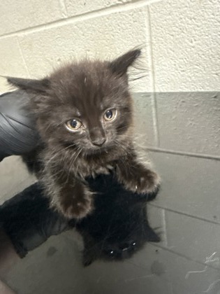 Shelter Stray Female Cat last seen Near block of Clear Springs Rd, City of Knoxville GP, TN, 3201 Division St, Knoxville, TN 37919, USA