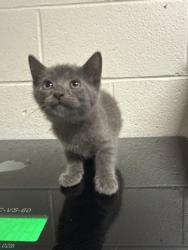 Shelter Stray Female Cat last seen Near block of Clear Springs Rd, City of Knoxville GP, TN, 3201 Division St, Knoxville, TN 37919, USA