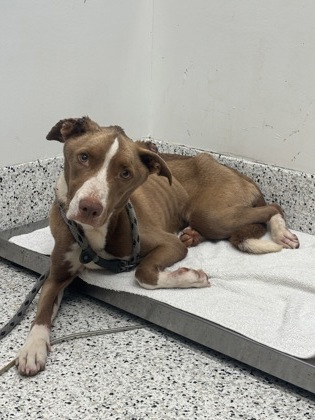 Shelter Stray Female Dog last seen Near Butner Rd SW / County Line Rd SW, Atlanta, GA, 1251 Fulton Industrial Blvd NW, Atlanta, GA 30336, USA