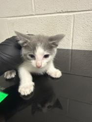 Shelter Stray Male Cat last seen Near block of Clear Springs Rd, City of Knoxville GP, TN, 3201 Division St, Knoxville, TN 37919, USA