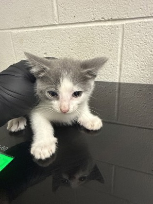 Shelter Stray Male Cat last seen Near block of Clear Springs Rd, City of Knoxville GP, TN, 3201 Division St, Knoxville, TN 37919, USA