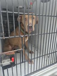 Shelter Stray Female Dog last seen Near Pryor rd sw, Atlanta, GA, 1251 Fulton Industrial Blvd NW, Atlanta, GA 30336, USA