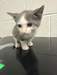Shelter Stray Male Cat last seen Near block of Clear Springs Rd, City of Knoxville GP, TN, 3201 Division St, Knoxville, TN 37919, USA