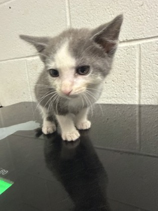 Shelter Stray Male Cat last seen Near block of Clear Springs Rd, City of Knoxville GP, TN, 3201 Division St, Knoxville, TN 37919, USA
