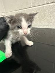 Shelter Stray Female Cat last seen Near block of Clear Springs Rd, City of Knoxville GP, TN, 3201 Division St, Knoxville, TN 37919, USA