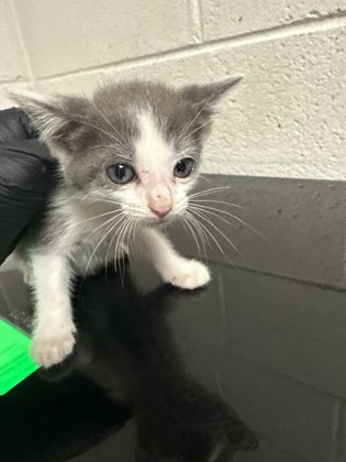 Shelter Stray Female Cat last seen Near block of Clear Springs Rd, City of Knoxville GP, TN, 3201 Division St, Knoxville, TN 37919, USA