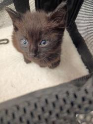 Shelter Stray Female Cat last seen Bolton Rd and Bankhead, Atlanta, GA, 1251 Fulton Industrial Blvd NW, Atlanta, GA 30336, USA