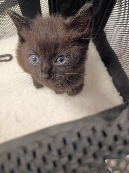 Shelter Stray Female Cat last seen Bolton Rd and Bankhead, Atlanta, GA, 1251 Fulton Industrial Blvd NW, Atlanta, GA 30336, USA