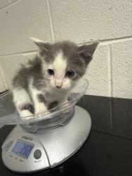 Shelter Stray Female Cat last seen Near block of Clear Springs Rd, City of Knoxville GP, TN, 3201 Division St, Knoxville, TN 37919, USA