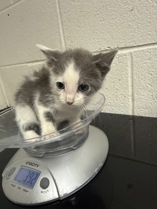 Shelter Stray Female Cat last seen Near block of Clear Springs Rd, City of Knoxville GP, TN, 3201 Division St, Knoxville, TN 37919, USA