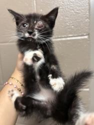 Shelter Stray Female Cat last seen Near Jerry Drive Lot 18, 29624, Anderson County, SC, 1320 US-29, Anderson, SC 29626, USA