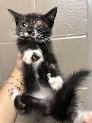 Shelter Stray Female Cat last seen Near Jerry Drive Lot 18, 29624, Anderson County, SC, 1320 US-29, Anderson, SC 29626, USA