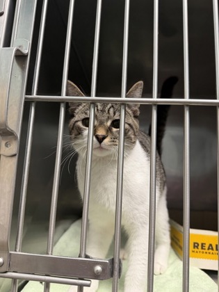 Shelter Stray Unknown Cat last seen 126th St/Rangeline Rd, Carmel City, IN, 10501 Hague Rd, Fishers, IN 46038, USA