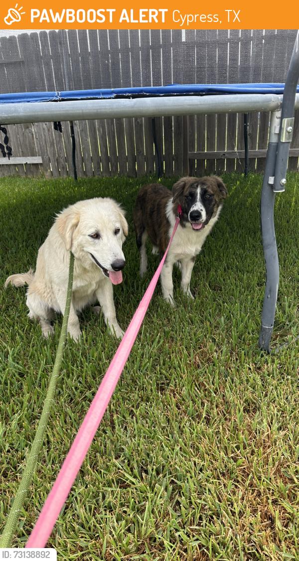 Found/Stray Male Dog last seen Gas station, Cypress, TX 77429