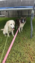 Found/Stray Male Dog last seen Gas station, Cypress, TX 77429