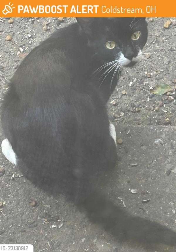 Found/Stray Unknown Cat last seen Asbury and Coldstream woods, Coldstream, OH 45255