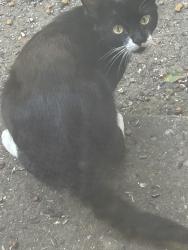 Found/Stray Unknown Cat last seen Asbury and Coldstream woods, Coldstream, OH 45255