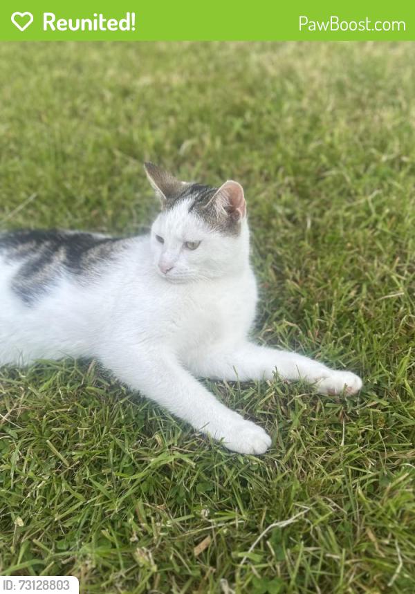 Reunited Male Cat last seen Lakeland Court, Middleton, England M24 5GP