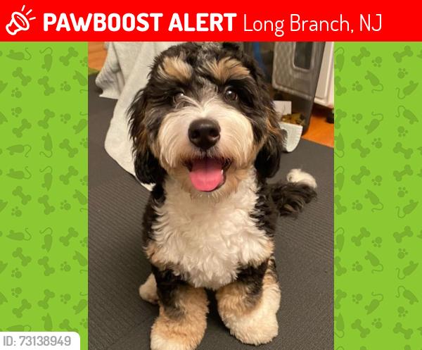 Lost Male Dog last seen Near westwood ave, Long Branch, Long Branch, NJ 07740