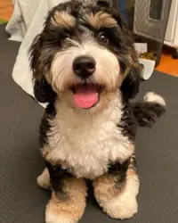 Lost Male Dog last seen Near westwood ave, Long Branch, Long Branch, NJ 07740