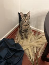 Reunited Female Cat last seen Woolworths, 205 Greens Rd. Wyndham Vale, Wyndham Vale, VIC 3024