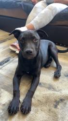 Found/Stray Female Dog last seen M ST, Merced, CA 95341