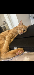 Lost Male Cat last seen Glenfield, Glenfield, England 