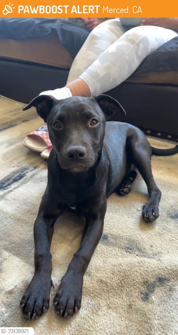 Found/Stray Female Dog last seen M ST, Merced, CA 95341