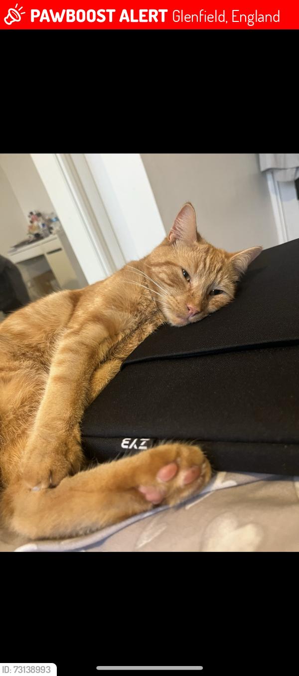 Lost Male Cat last seen Glenfield, Glenfield, England 