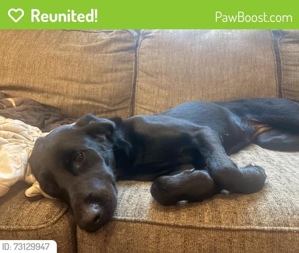 Reunited Female Dog last seen Near and WESTMORELAND, Cleveland, GA 30528