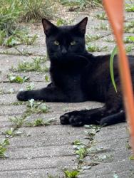 Found/Stray Male Cat last seen Near St. Elizabeth Ann Seton Church, Louisville, KY 40229