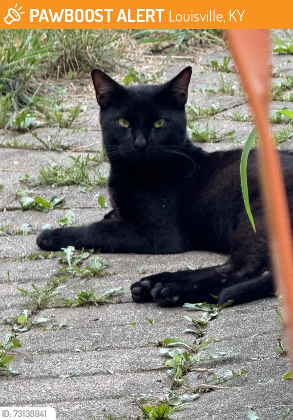 Found/Stray Male Cat last seen Near St. Elizabeth Ann Seton Church, Louisville, KY 40229