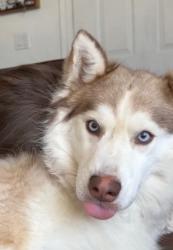 Reunited Female Dog last seen E Bell Rd & N Scottsdale Rd, Scottsdale, AZ 85254, USA, Scottsdale, AZ 85260