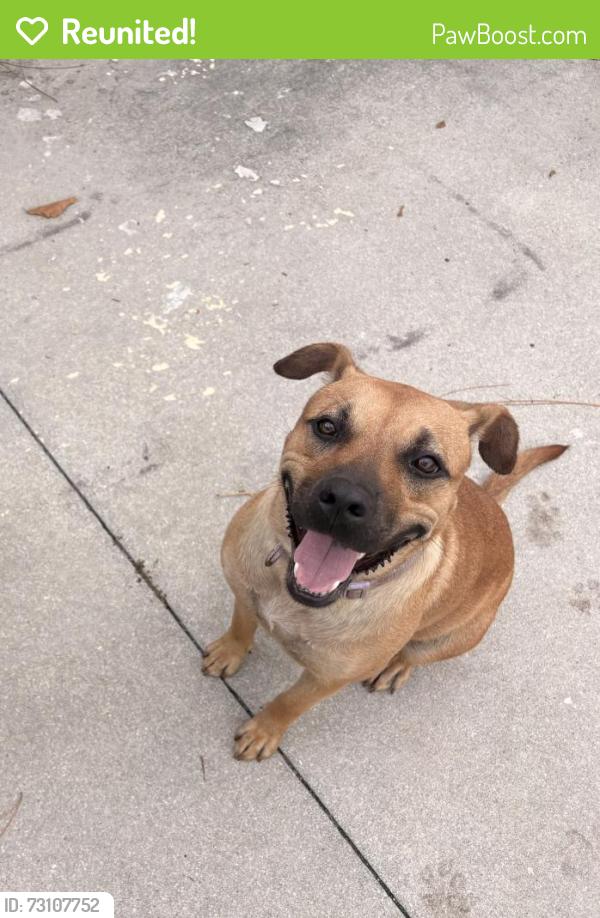 Reunited Female Dog last seen Weber and golden gate blvd, Naples, FL 34117