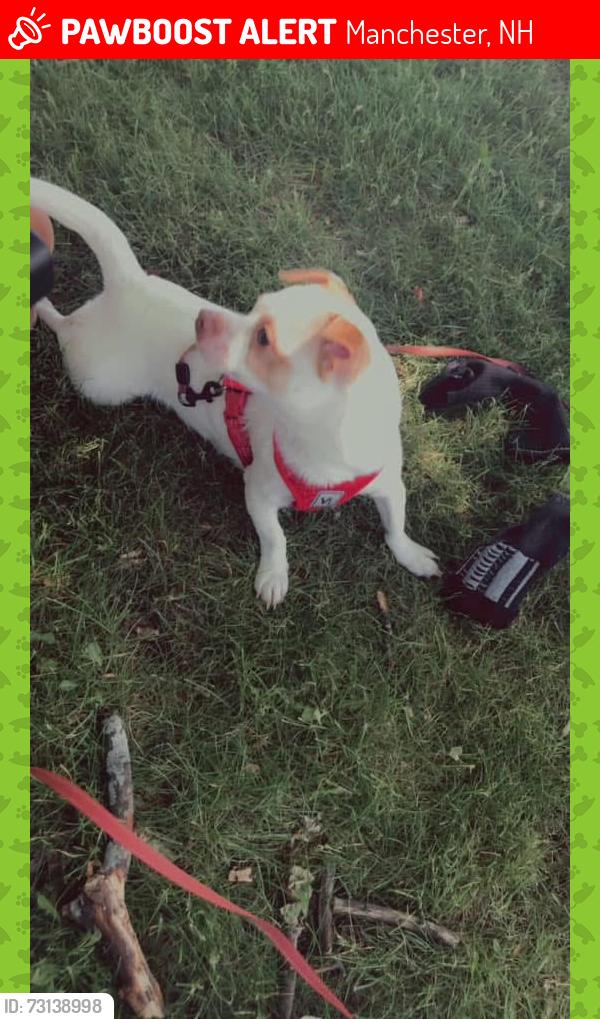 Lost Male Dog last seen Near Grove, Manchester, NH 03103