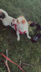 Lost Male Dog last seen Near Grove, Manchester, NH 03103