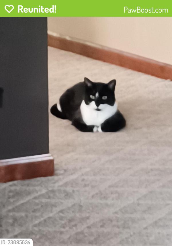 Reunited Female Cat last seen Pomeroy , Marseilles, IL 61341