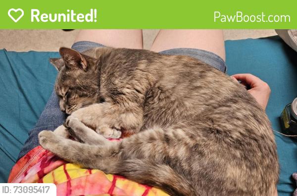 Reunited Female Cat last seen Morris and Constitution, Albuquerque, NM 87112