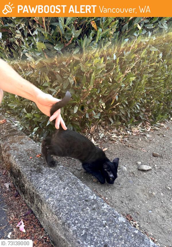 Found/Stray Male Cat last seen 18th and general Anderson avenue Vancouver, Vancouver, WA 98661