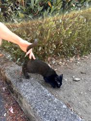 Found/Stray Male Cat last seen 18th and general Anderson avenue Vancouver, Vancouver, WA 98661