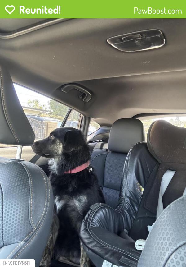 Reunited Female Dog last seen Arrow hwy Covina/Azusa, Covina, CA 91722