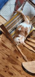 Lost Female Cat last seen Church and heritage street, Russell, ON K4R 1B1