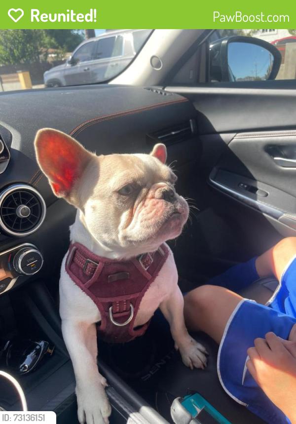 Reunited Female Dog last seen Greenfield, El Cajon, CA 92021