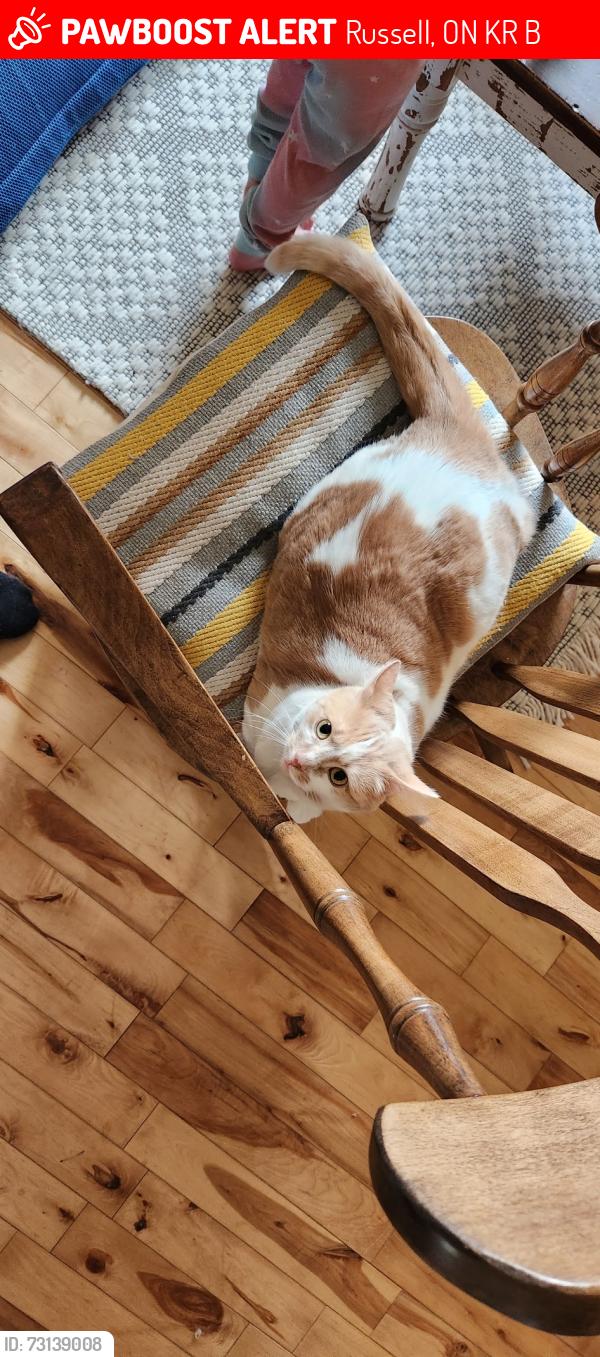 Lost Female Cat last seen Church and heritage street, Russell, ON K4R 1B1