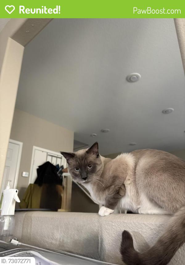 Reunited Male Cat last seen Fort Apache and woodscape, Spring Valley, NV 89148