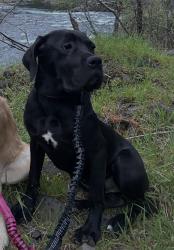 Lost Female Dog last seen Kingfisher Campground, Dutch Creek, Estacada, OR 97023