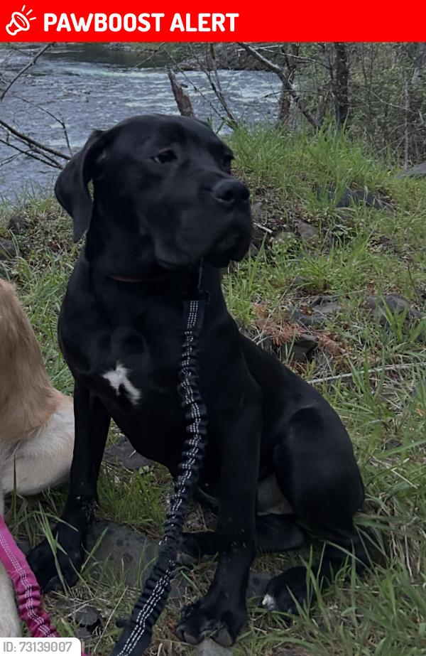 Lost Female Dog last seen Kingfisher Campground, Dutch Creek, Estacada, OR 97023