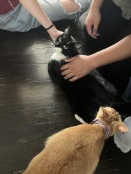 Reunited Male Cat last seen South Norton Ave off of Pico Blvd, Los Angeles, CA 90019