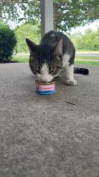 Found/Stray Unknown Cat last seen On corner of Culver ave & Armory Drive., Utica, NY 13501
